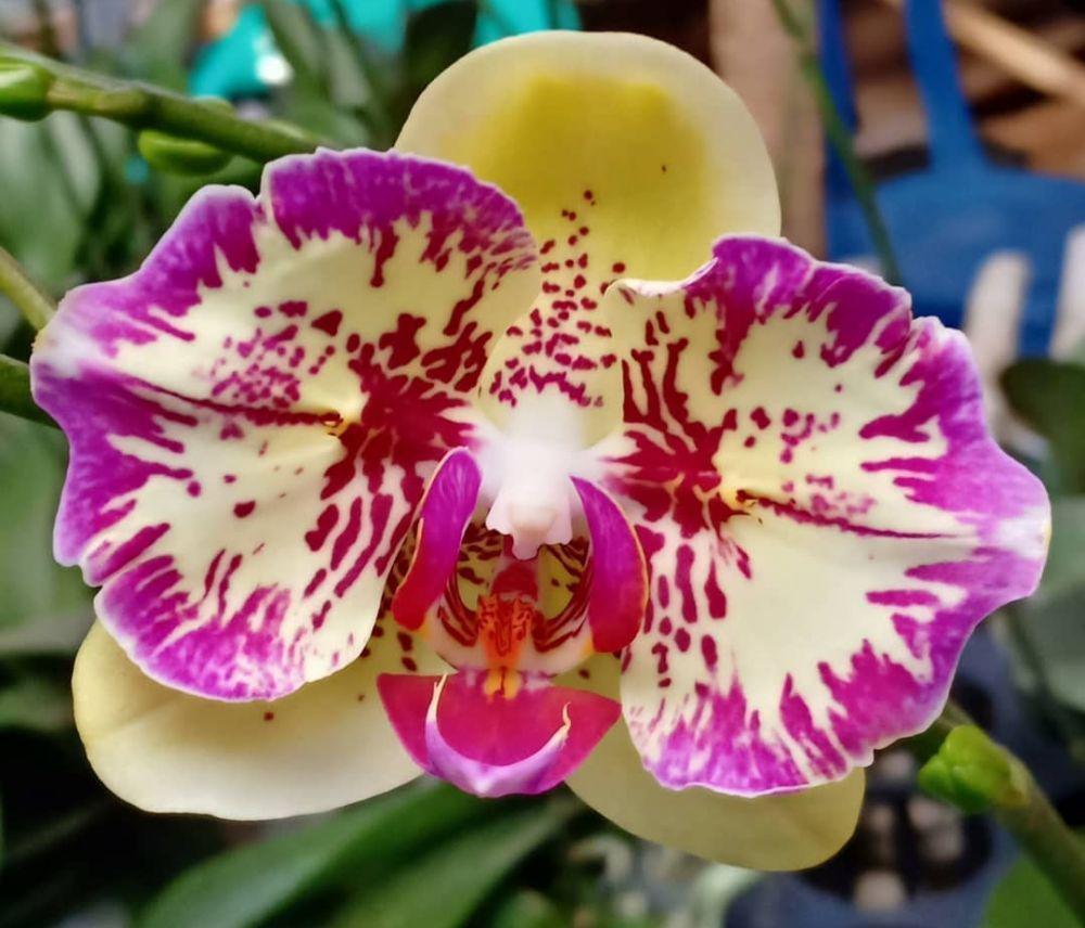 anggrek bulan (instagram.com/jauza_orchid)