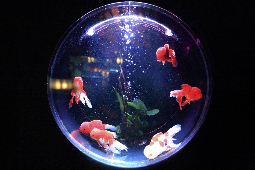 ilustrasi aquarium (unsplash.com/@kazuend)