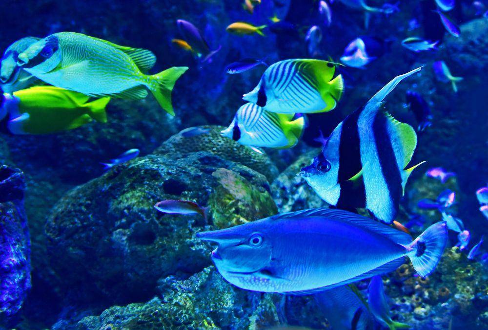 ilustrasi ikan dori (unsplash.com/@davidclode)