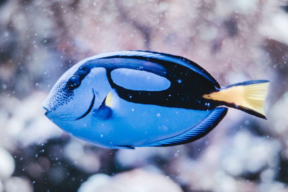 5 Fakta Ilmiah Seputar Ikan Dory, Ternyata Dagingnya Beracun!