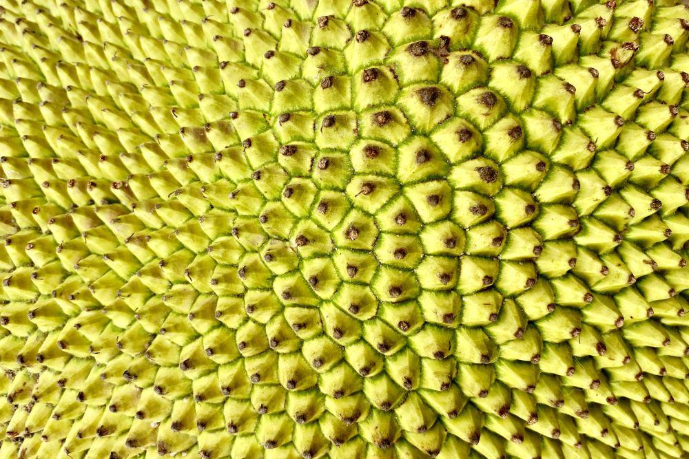 ilustrasi nangka (unsplash.com/@bekkybekks)