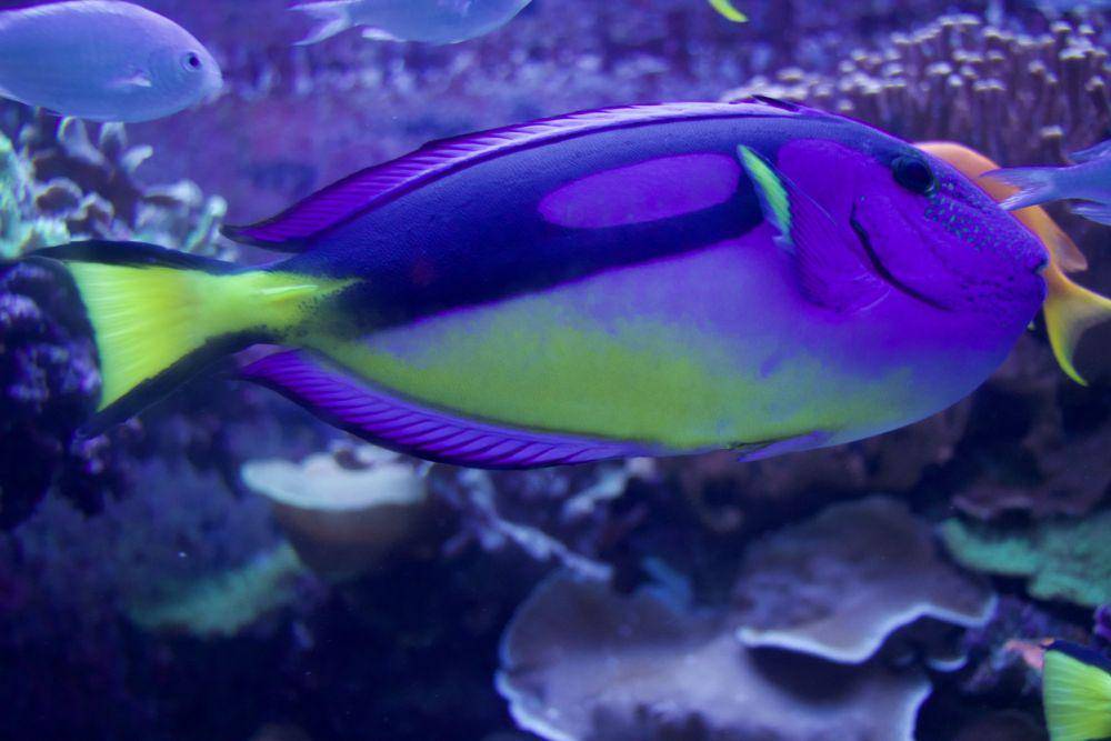 ilustrasi ikan dori (unsplash.com/@jacqueline_flock)