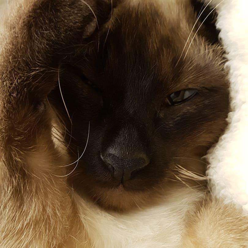 Kucing Moonbin ASTRO (instagram.com/moon_ko_ng)