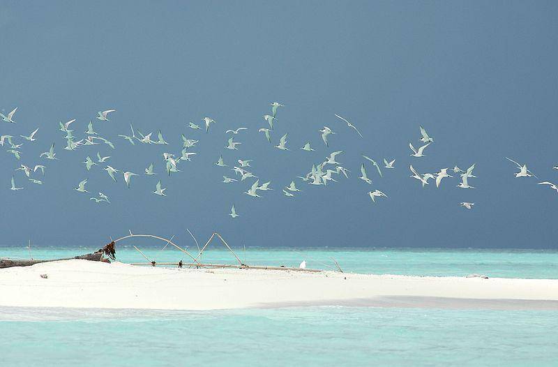 Tubbataha Reefs (commons.wikimedia.org/Ron Van Oers)