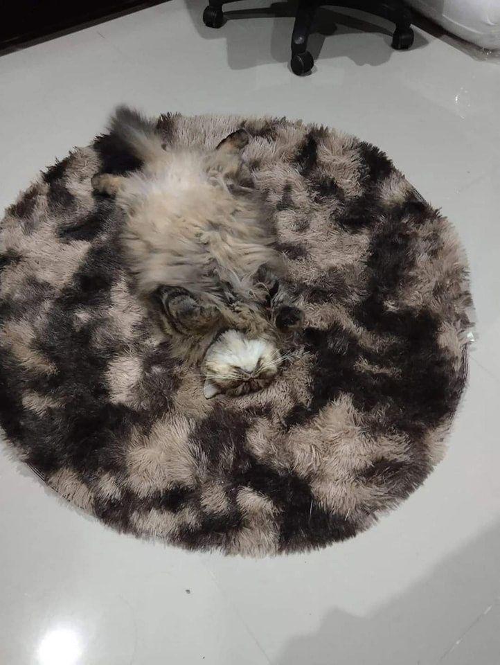 potret kucing nongkrong di keset kaki (reddit.com/user/fat_old_boy)