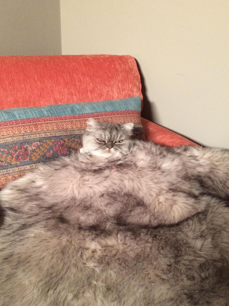 potret kucing nongkrong di keset kaki (reddit.com/user/bettyknockers786)