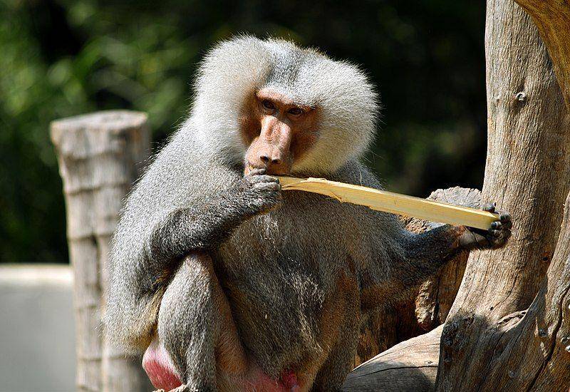 Hamadryas baboon (wikimedia.org/Alan Di Gonzalez)