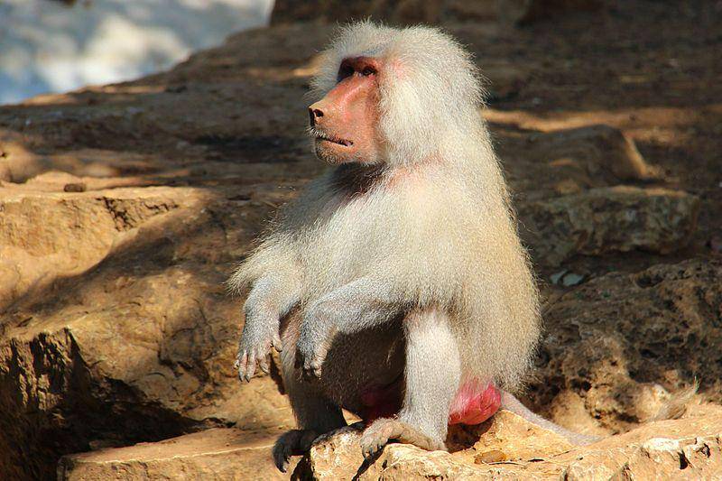 Hamadryas baboon (wikimedia.org/moataz1997)