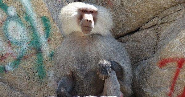 Hamadryas baboon (wikimedia.org/Nick Shields)