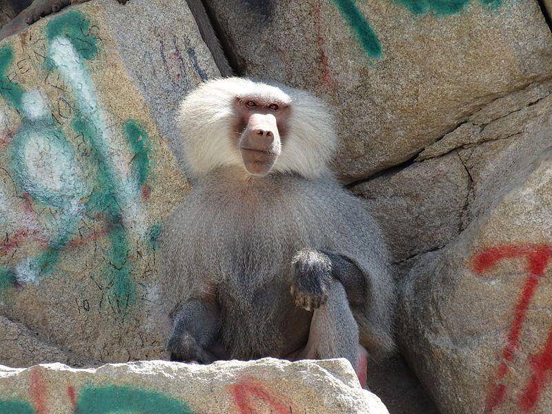 Hamadryas baboon (wikimedia.org/Nick Shields)