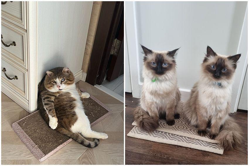 kolase potret kucing nongkrong di keset kaki (reddit.com/user/fat_old_boy | reddit.com/user/InLoveSushi)