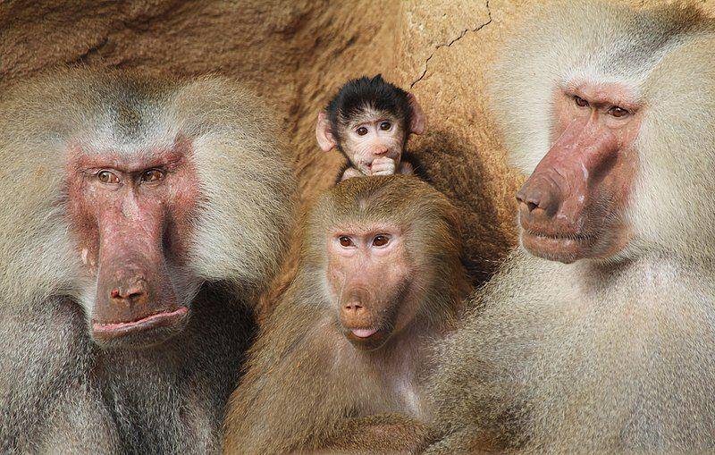 Hamadryas baboon (wikimedia.org/Till Niermann)