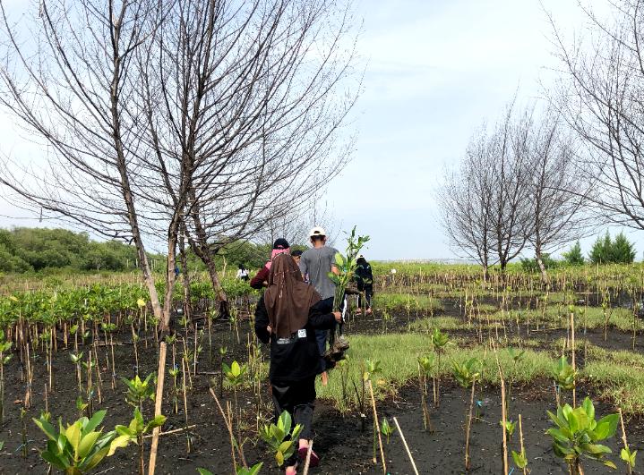 potret pengunjung yang sedang melakukan penanaman pohon mangrove di pantai tirang (dok.pribadi)