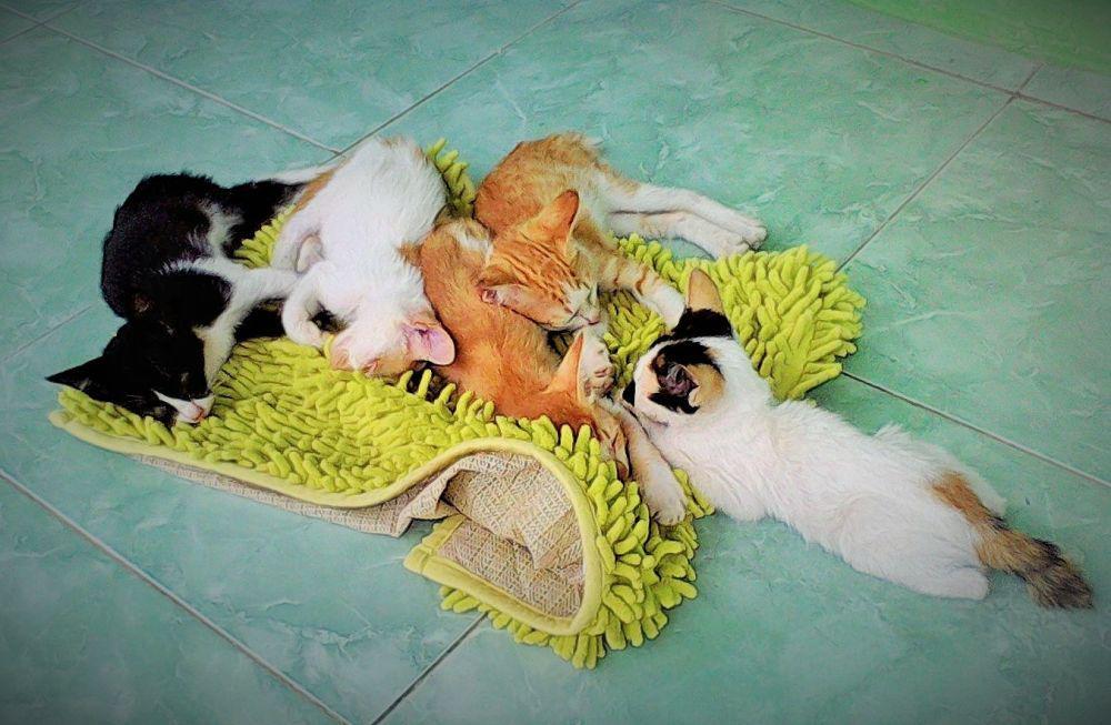 20 Tempat yang Biasa Ditiduri Kucing, Coba Tebak Favoritnya!