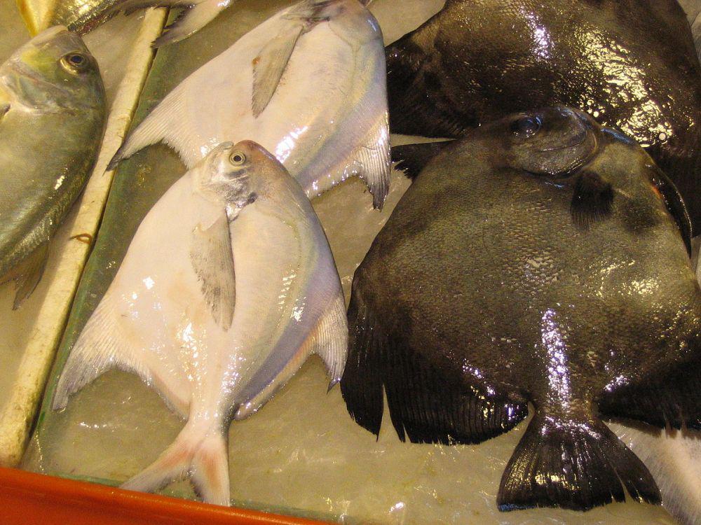 ilustrasi ikan pampus (commons.wikimedia.org/Ch.Andrew)