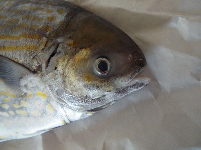 ilustrasi stromateus (commons.wikimedia.org/Etrusko25)