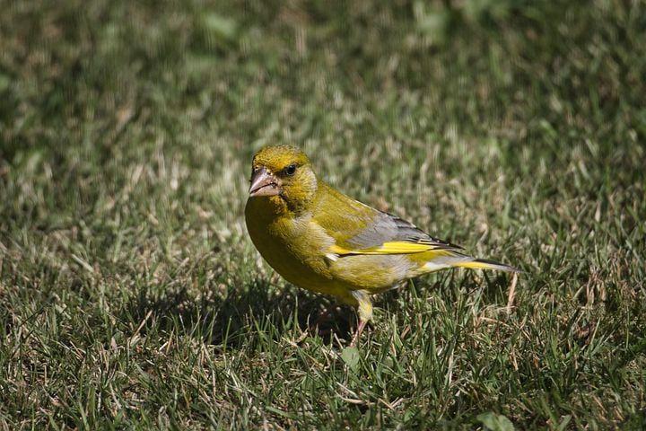 ilustrasi burung kutilang (pixabay.com/wvrede)