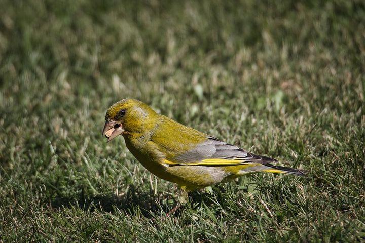 ilustrasi burung kutilang (pixabay.com/wvrede)