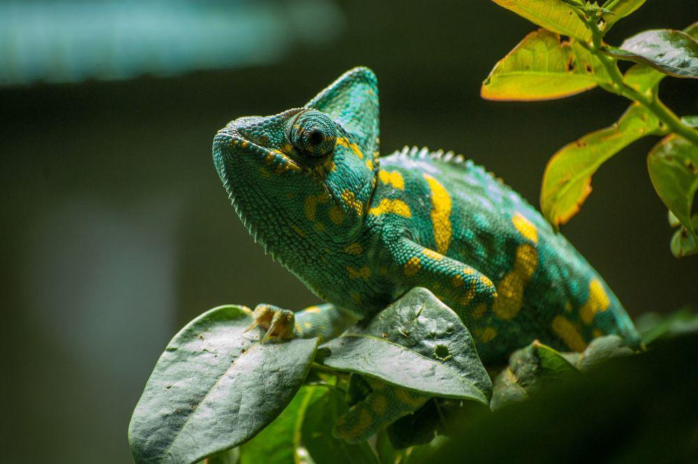 5 Fakta Unik Bunglon, Perubahan Warna Bukan untuk Kamuflase!