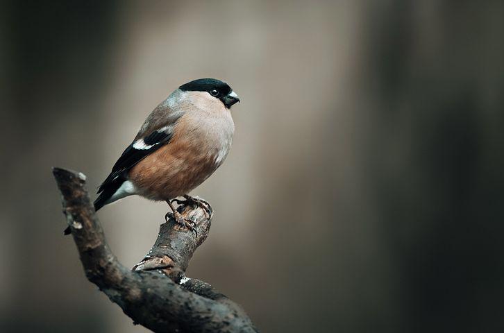 ilustrasi burung kutilang (pixabay.com/Netti_Nu_Nu)