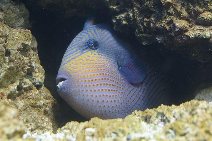 ilustrasi triggerfish (pixabay.com/Efraimstochter)