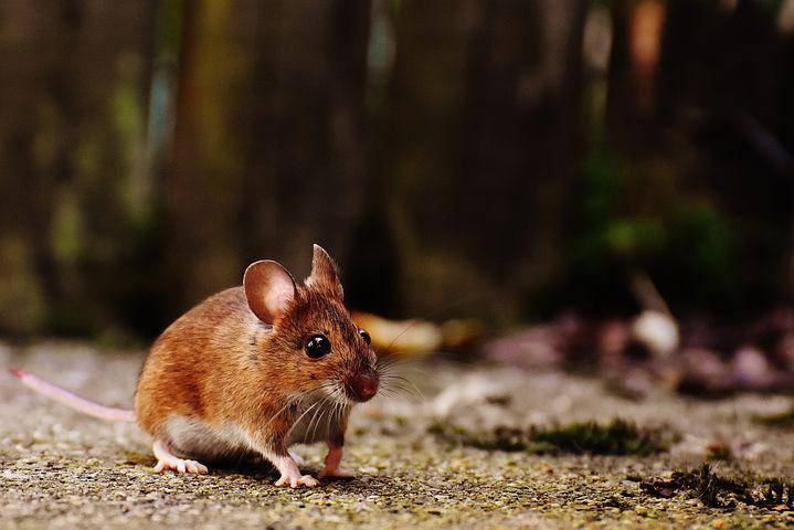 ilustrasi tikus (pixabay.com/Alexas_Fotos)