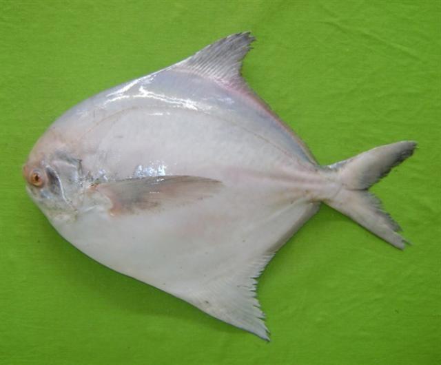 ilustrasi ikan pampus (commons.wikimedia.org/Hamid Badar Osmany)