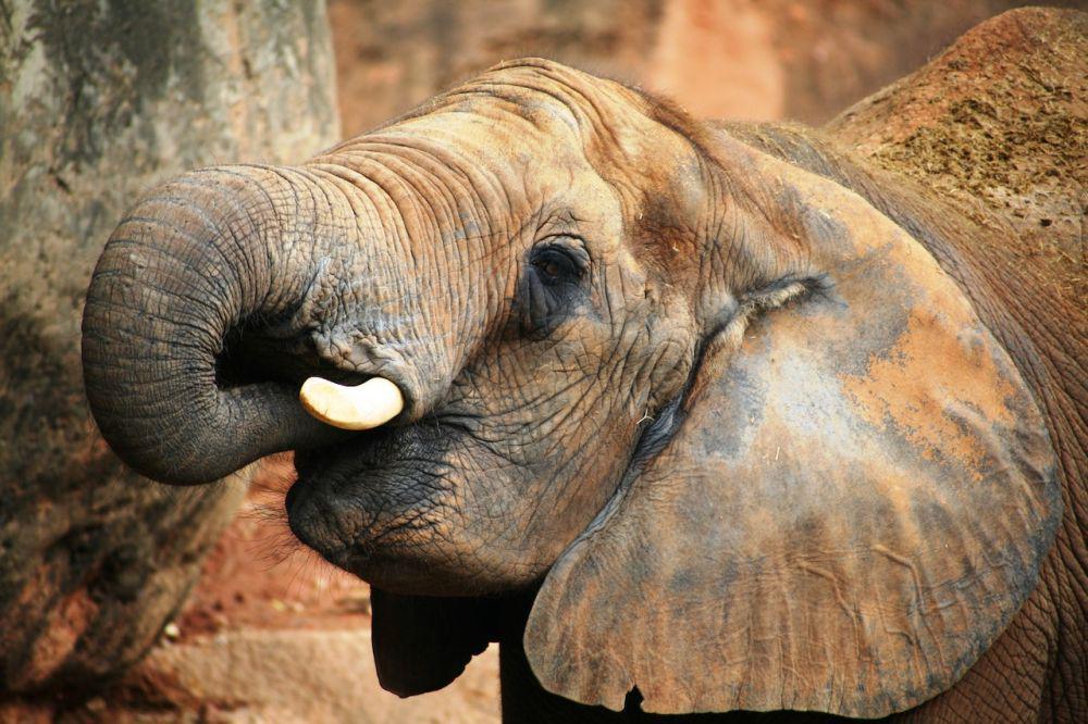 ilustrasi gajah (pexels.com/Brenda Timmermans)