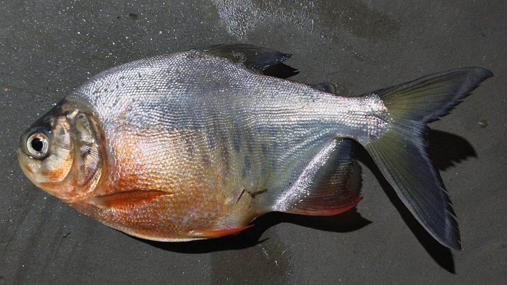 ikan bawal (commons.wikimedia.org/Nayan j Nath)