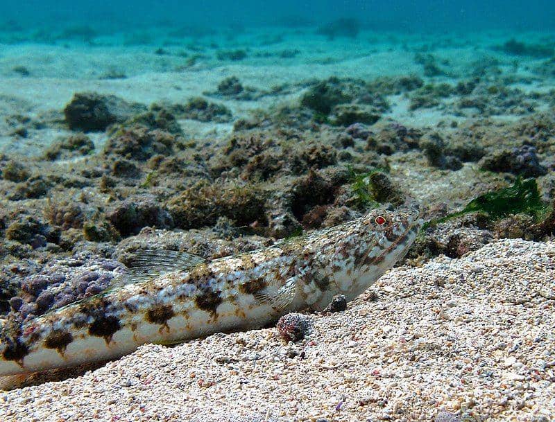 ilustrasi Synodus dermatogenys (commons.wikimedia.org)