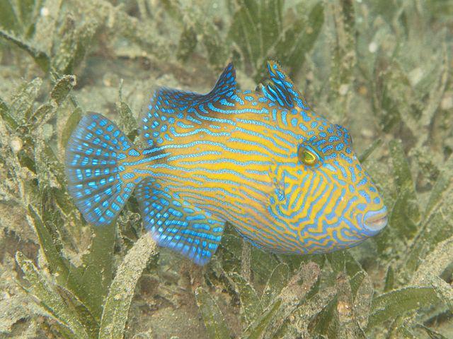 ilustrasi triggerfish (pixabay.com/Marcel)