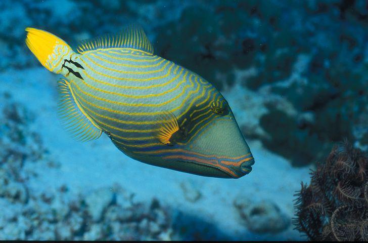 ilustrasi triggerfish (pixabay.com/MatMoisich)