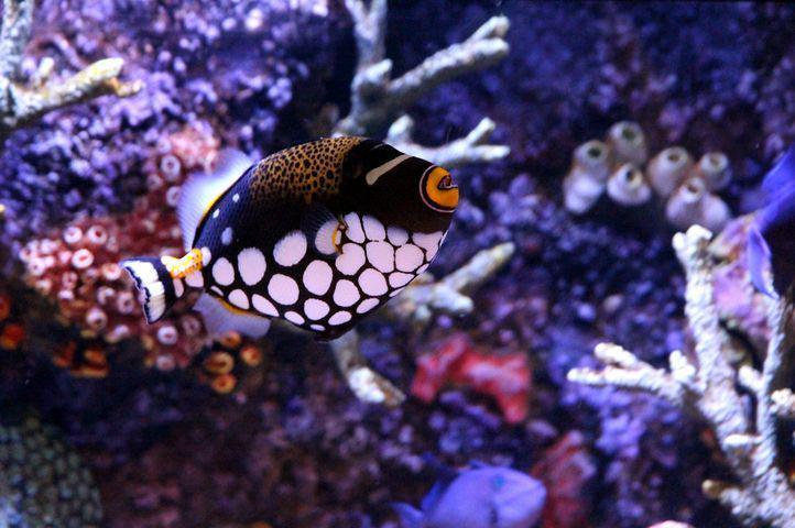 5 Fakta Famili Balistidae, Memiliki Warna yang Unik