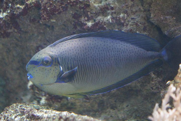 ilustrasi triggerfish (pixabay.com/Efraimstochter)