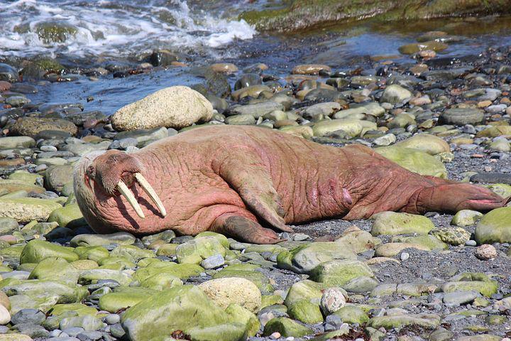 ilustrasi walrus (pixabay.com/richardpics)