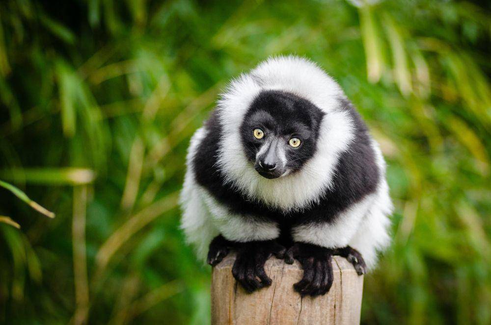 Lemur (pixabay.com/FotoshopTofs)