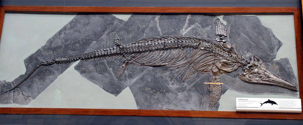 Ichthyosaurus (commons.wikimedia.org)