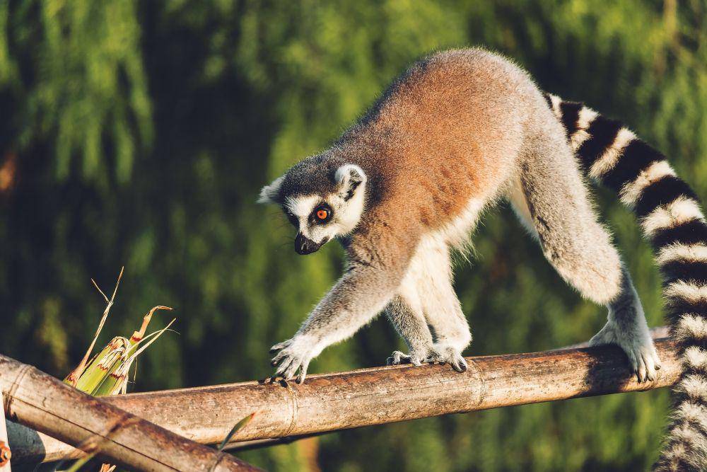 Lemur (pixabay.com/Fabio)