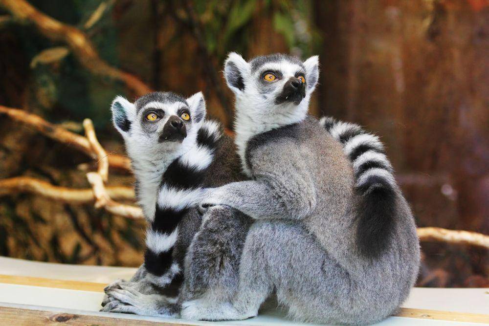 Lemur (pixabay.com/InspiredImages)