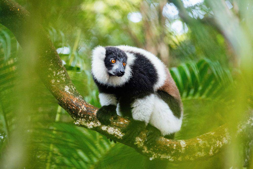 Lemur (pexels.com/Alexander Dummer)
