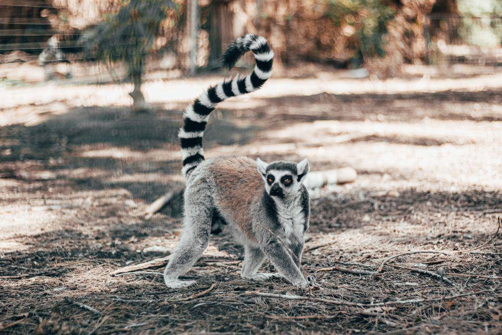 Ring-tailed lemur (pexels.com/Andrey Koval)