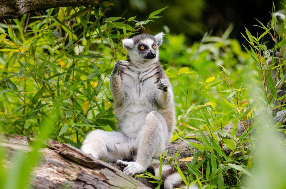 Lemur (pexels.com/Flickr)