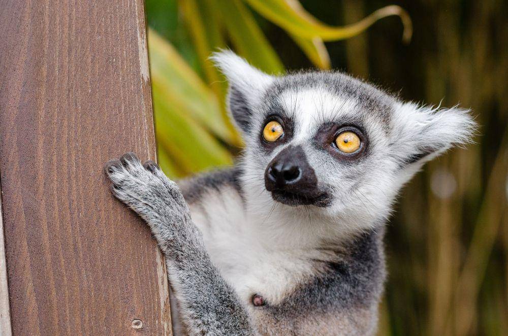 White and grey lemur (pexels.com/Pixabay)