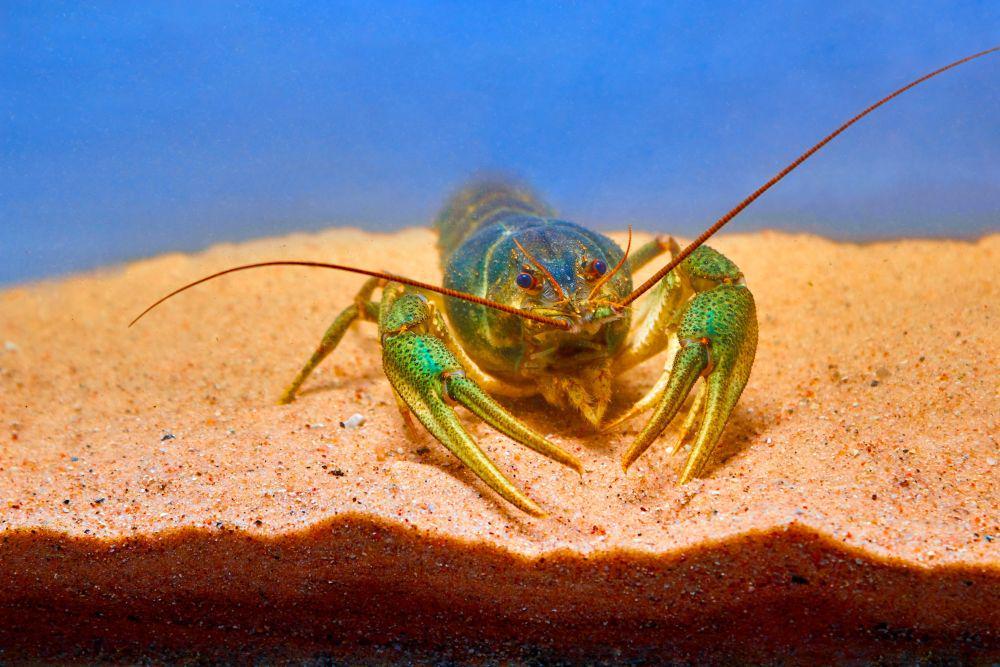ilustrasi lobster (unsplash.com/@ilonaivanova)
