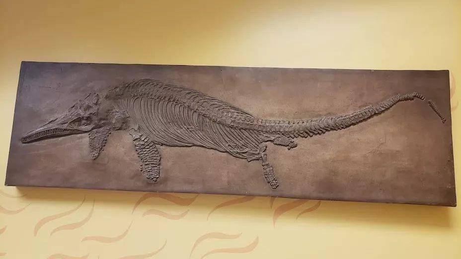 Ichthyosaurus (livescience.com)