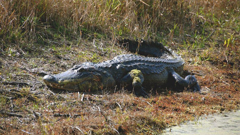 Seekor aligator sedang berjemur di tepi kolam di dalam Pusat Antariksa Kennedy, NASA. (commons.wikimedia.org/NASA/Rawpixel Ltd)