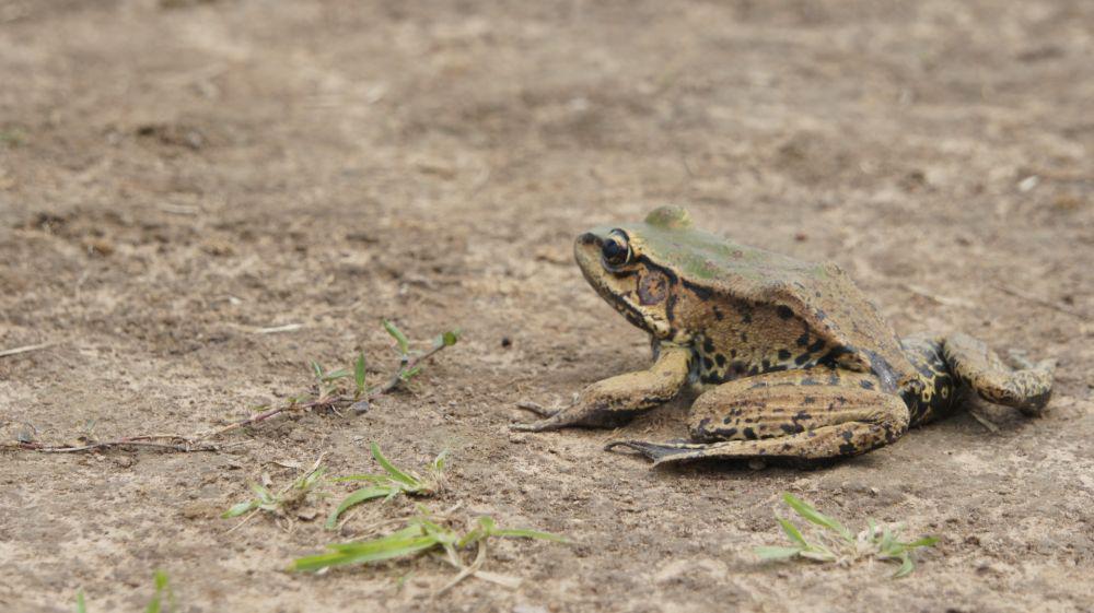 Lithobates sylvaticus (unsplash.com/Daniel Restrepo Londoño)