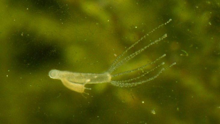 hydra (commons.wikimedia.org/Przemysław Malkowski)
