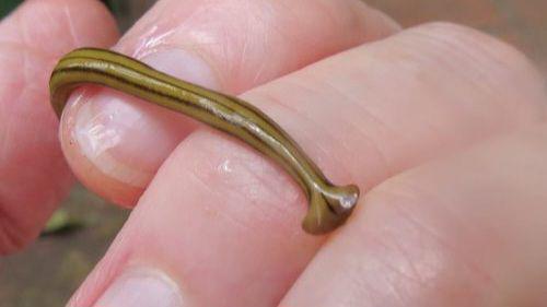 cacing planaria (sallykneidel.com)
