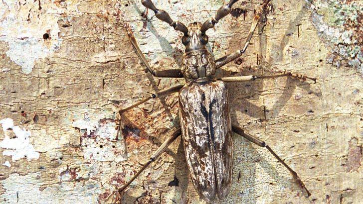 kumbang Longhorn di Sumatera bagian tengah (commons.wikimedia.org/Dick Culbert/Gibsons, B.C., Canada)